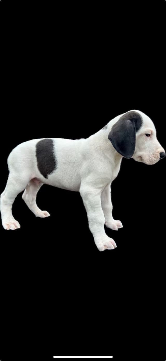 Great Dane Puppies media 4