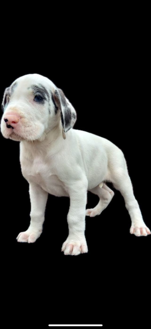 Great Dane Puppies media 5