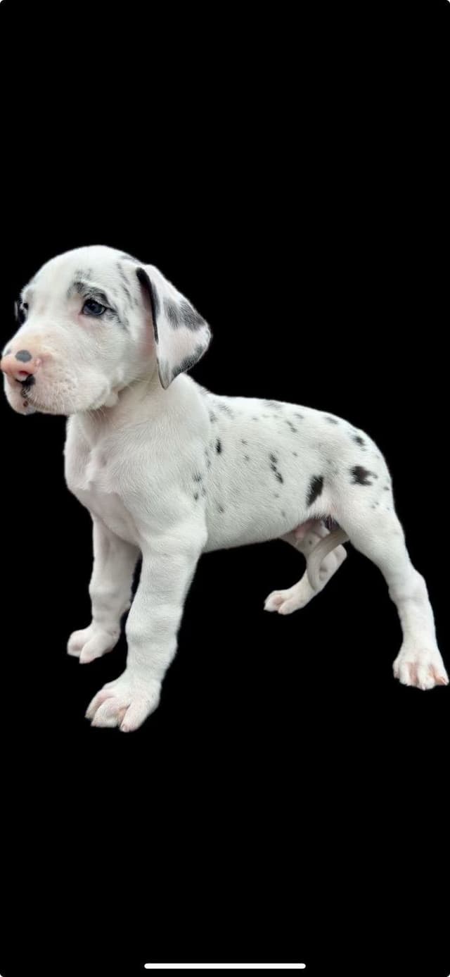 Great Dane Puppies media 6