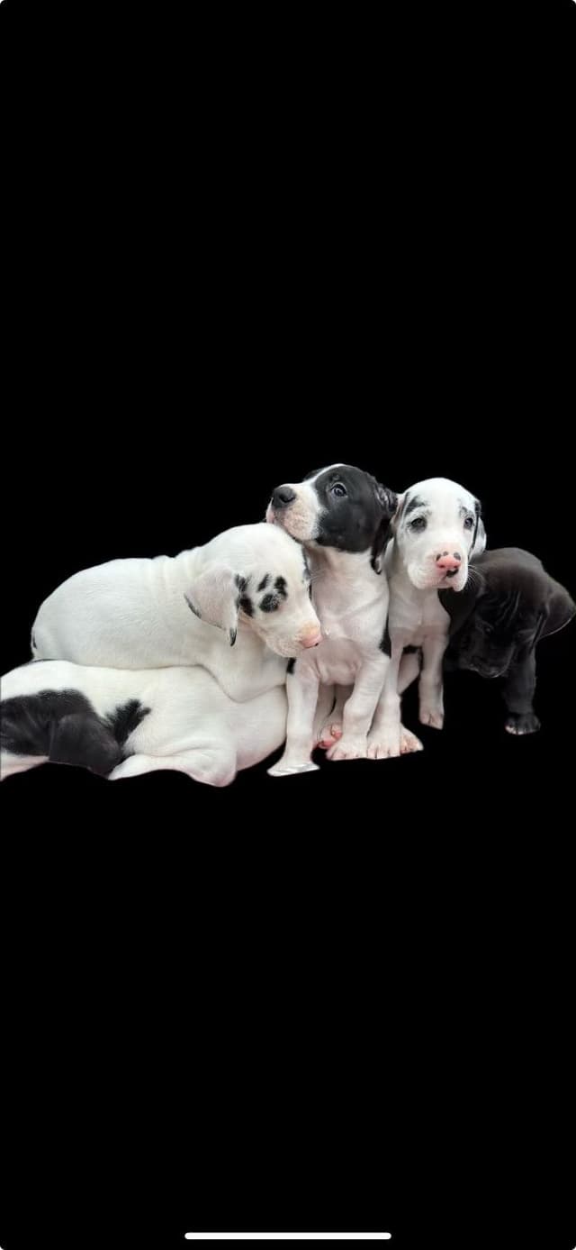 Great Dane Puppies media 7
