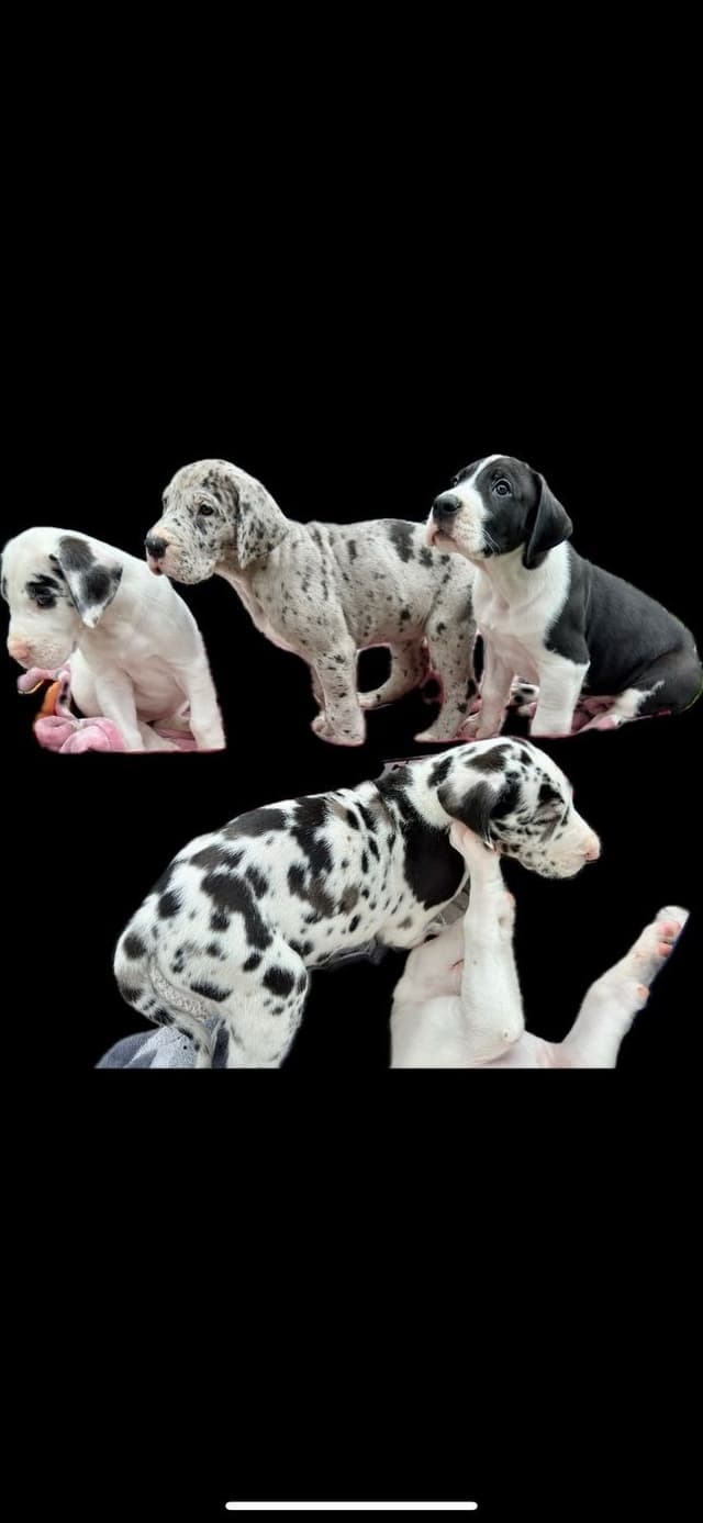 Great Dane Puppies media 8
