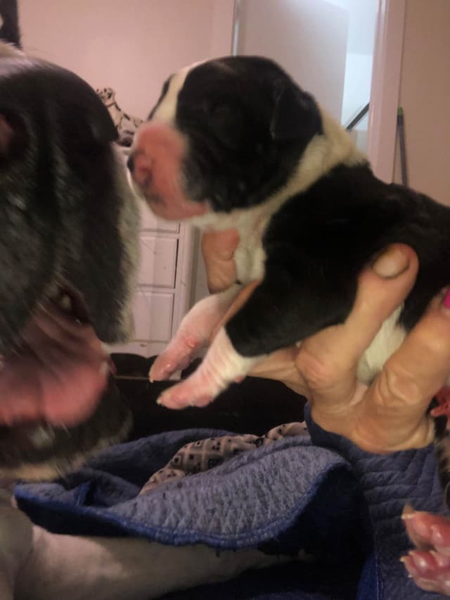Great Dane Puppies media 9