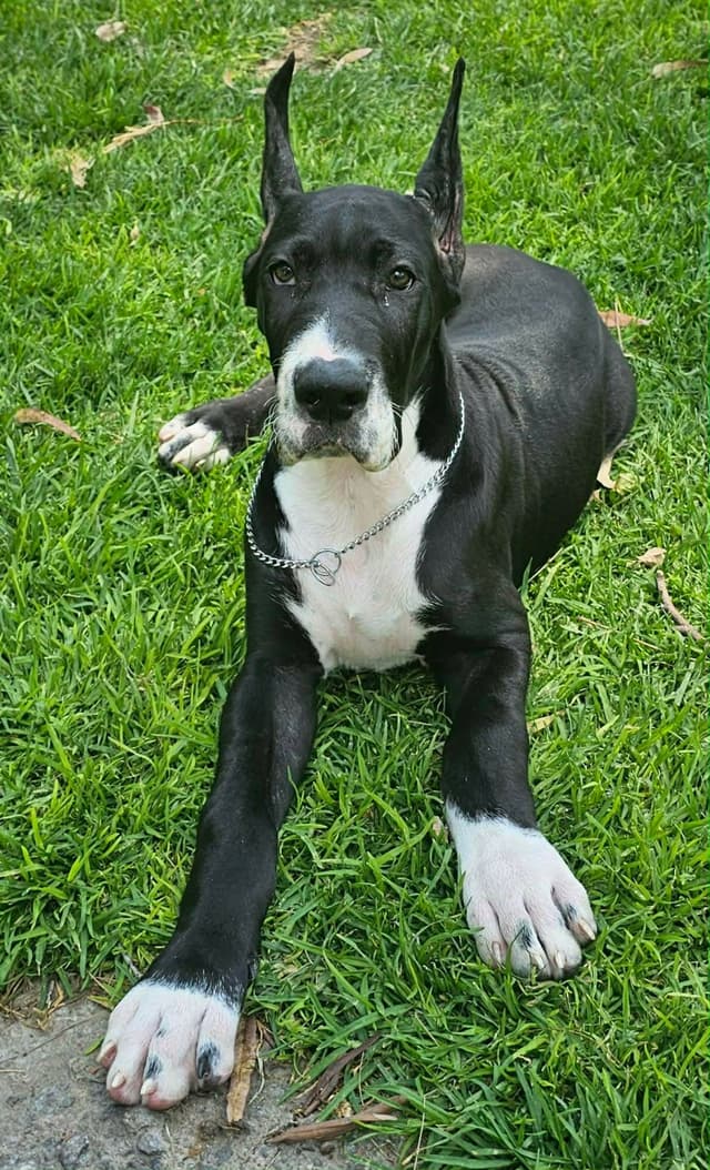 Great Dane Puppies media 10