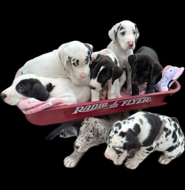 Great Dane Puppies media 11