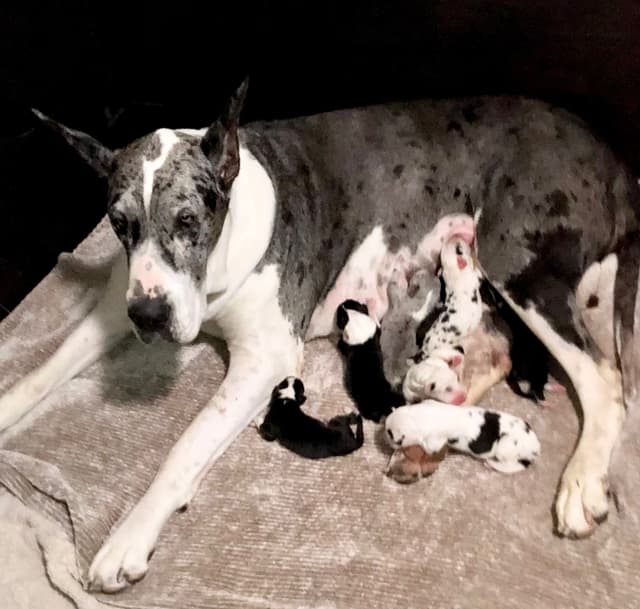 Great Dane Puppies media 12