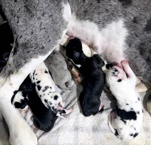 Great Dane Puppies media 14