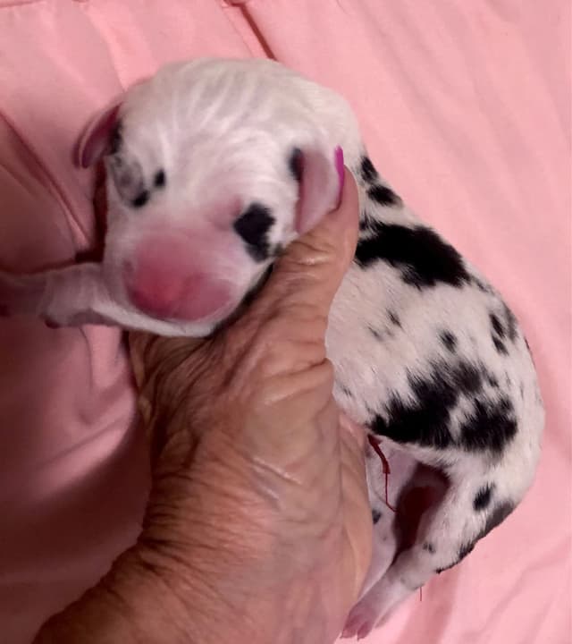 Great Dane Puppies media 13