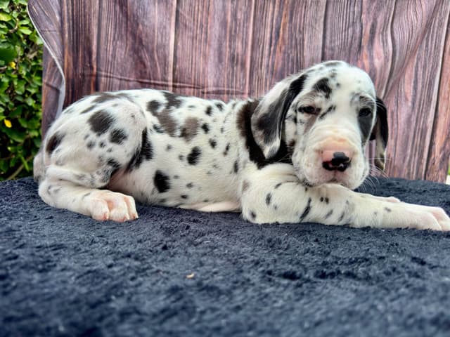 Great Dane Puppies media 15
