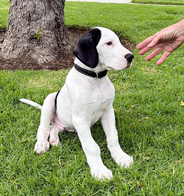 Great Dane Puppies media 16