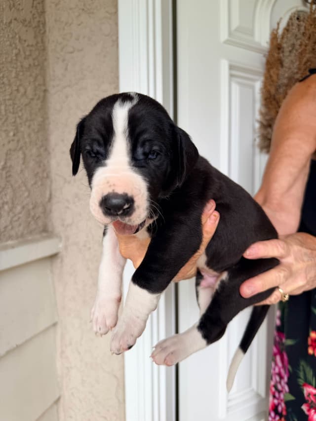 Great Dane Puppies media 17