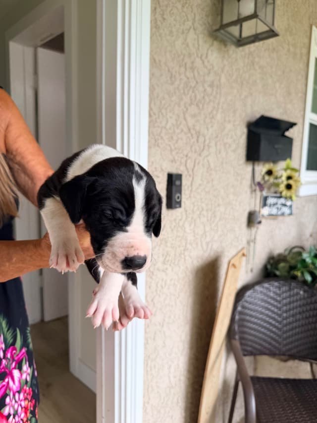 Great Dane Puppies media 18