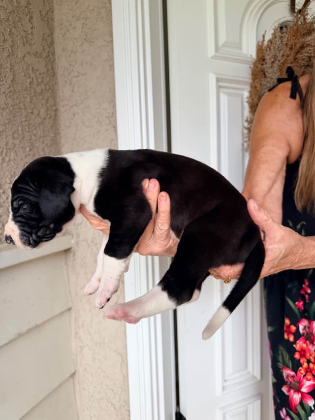 Great Dane Puppies media 19