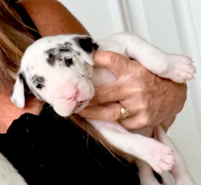 Great Dane Puppies media 20