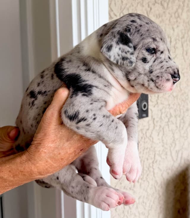 Great Dane Puppies media 21