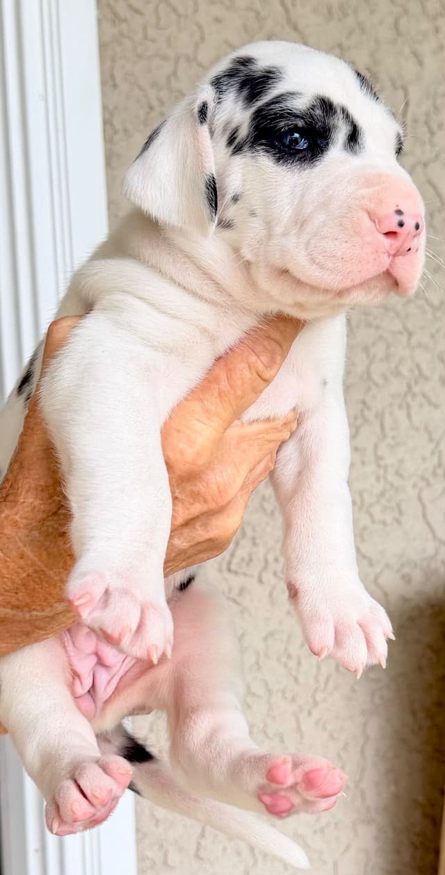 Great Dane Puppies media 22