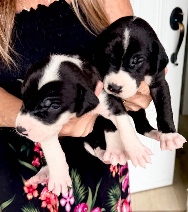 Great Dane Puppies media 23