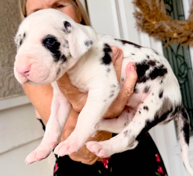 Great Dane Puppies media 24