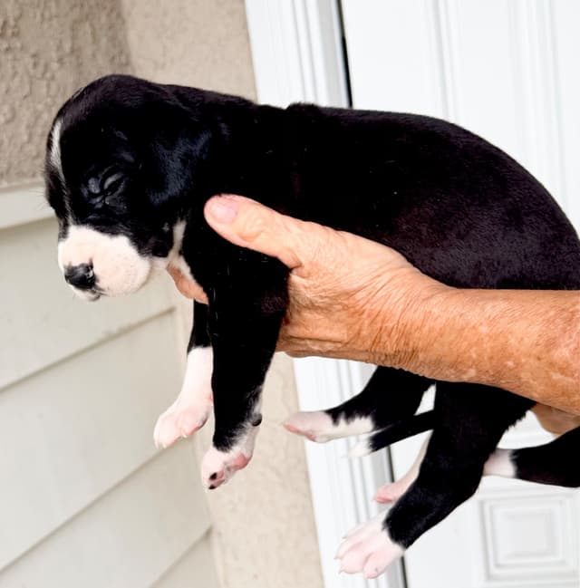 Great Dane Puppies media 25