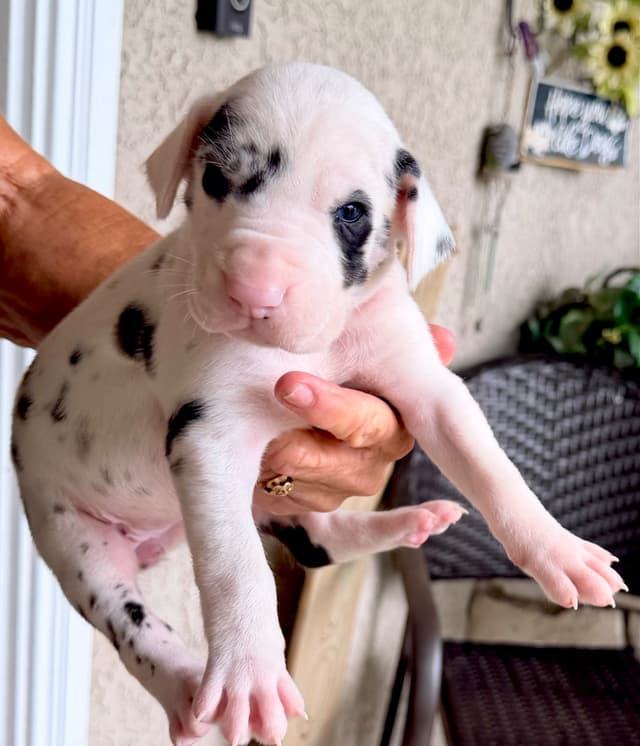 Great Dane Puppies media 26