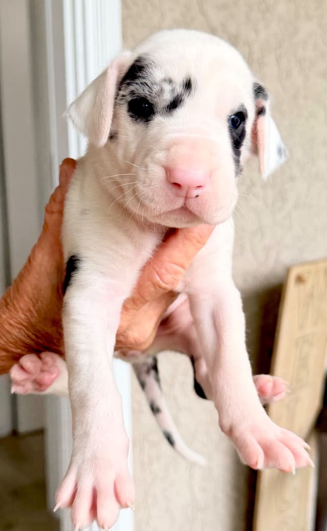 Great Dane Puppies media 27