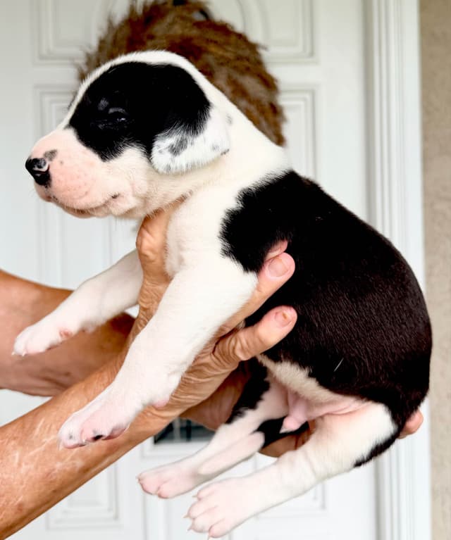 Great Dane Puppies media 28