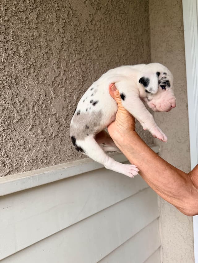 Great Dane Puppies media 29