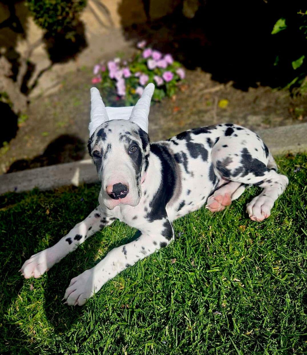 Great Dane Puppies breeder image 1