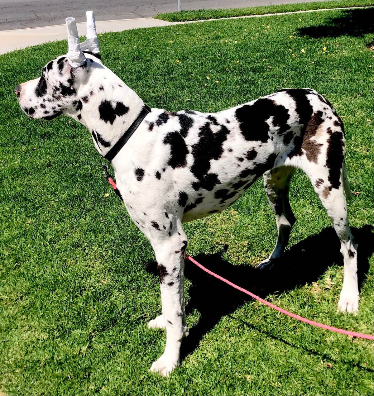 Great Dane Puppies breeder image 6