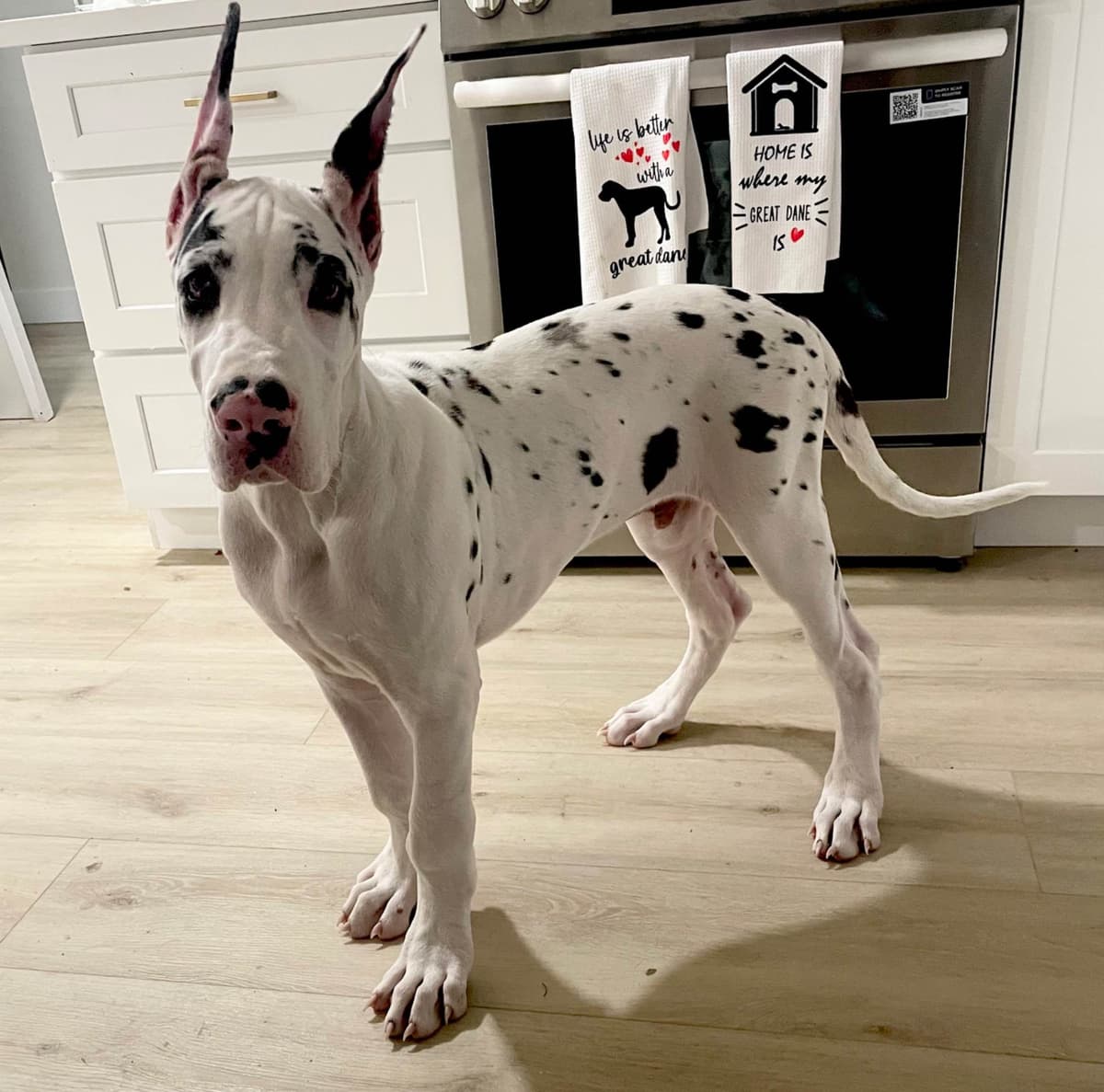 Great Dane Puppies breeder image 8