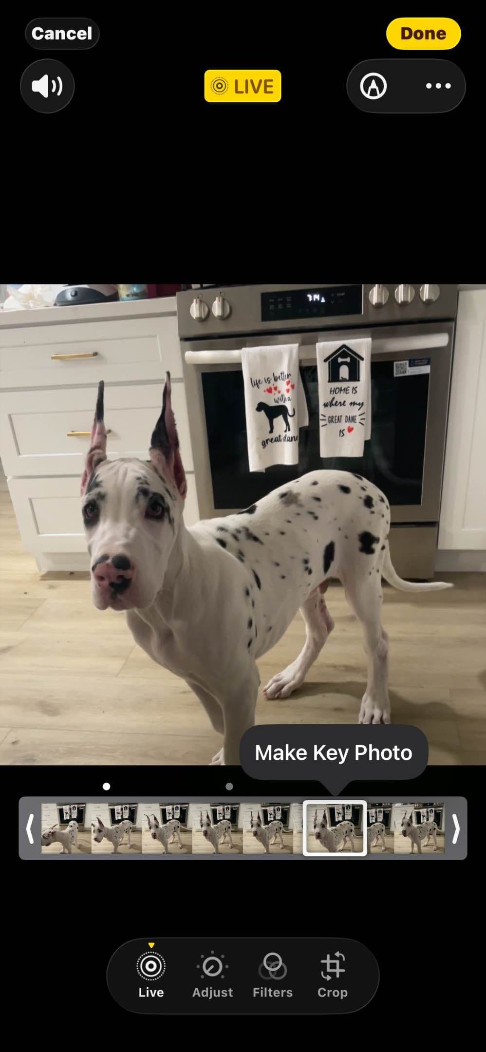 Great Dane Puppies breeder image 9