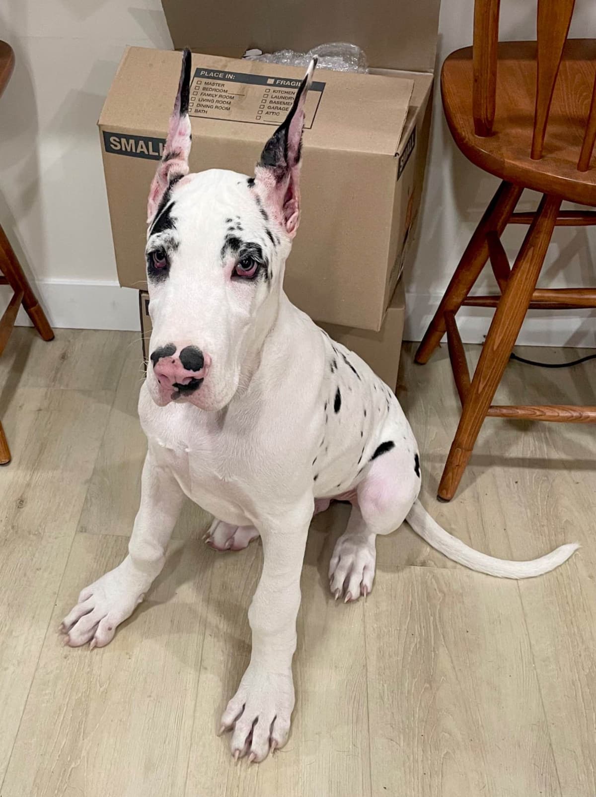 Great Dane Puppies breeder image 11