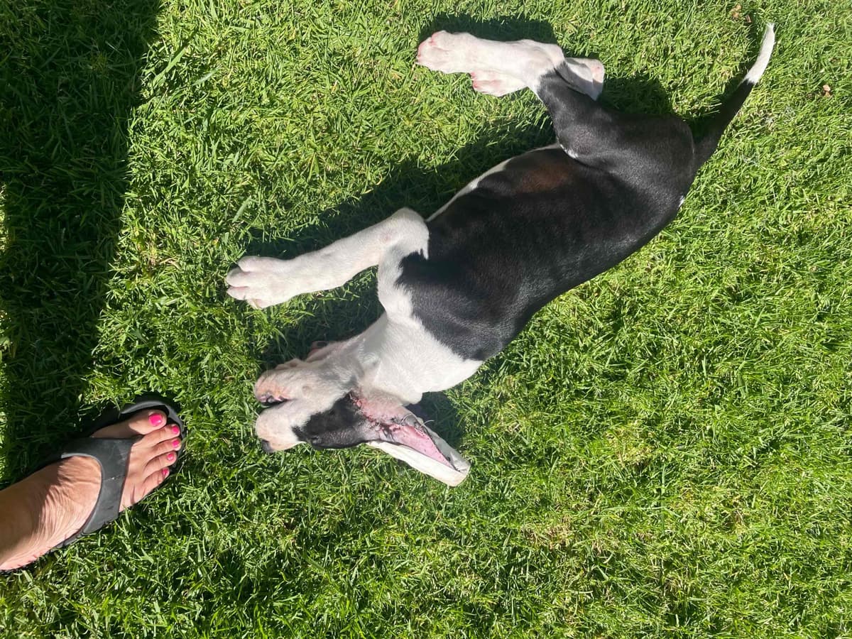 Great Dane Puppies breeder image 13