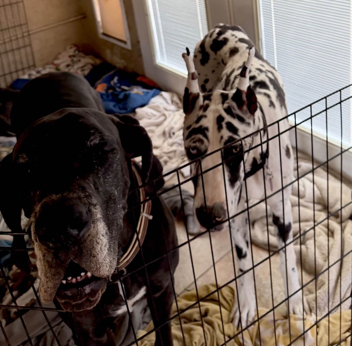 Great Dane Puppies breeder image 14