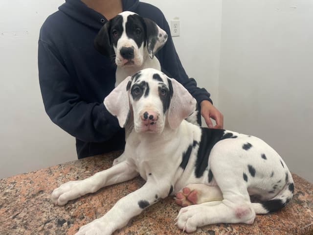 Great Dane Puppies media 2