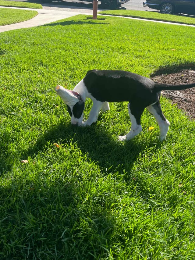 Great Dane Puppies media 3