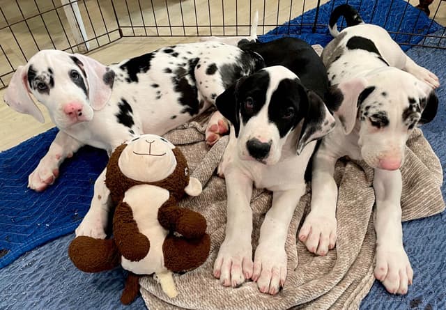 Great Dane Puppies media 4