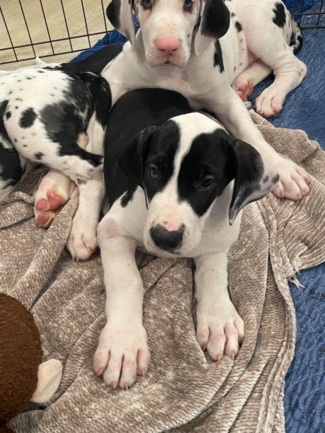Great Dane Puppies media 5