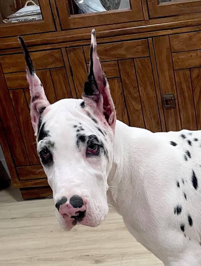 Great Dane Puppies media 6