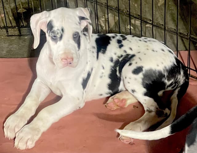Great Dane Puppies media 7