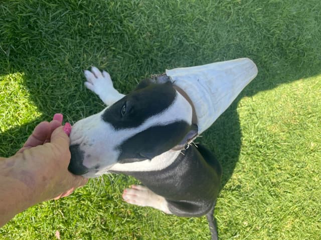 Great Dane Puppies media 8