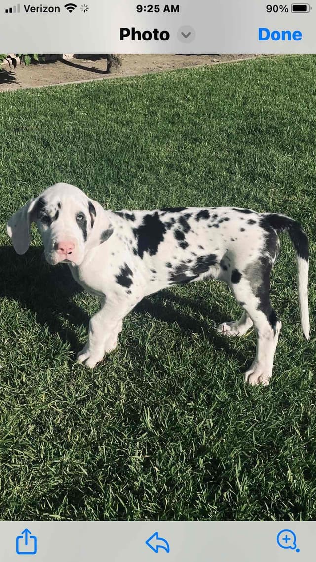 Great Dane Puppies media 9
