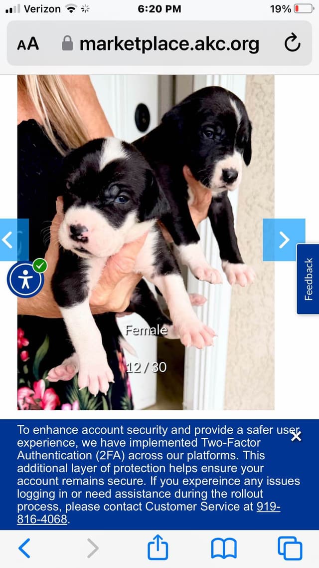 Great Dane Puppies media 10