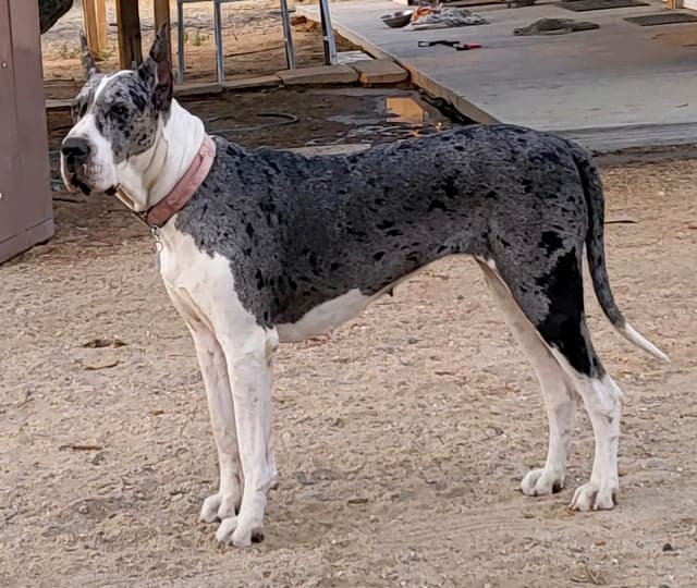 Great Dane Puppies media 11