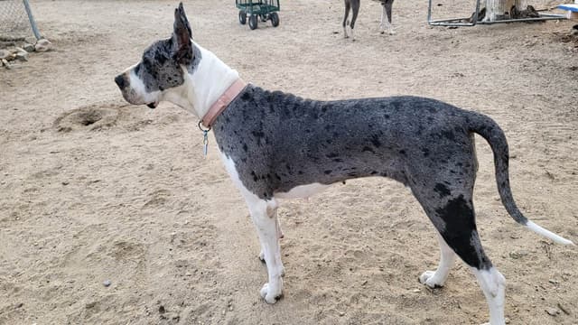 Great Dane Puppies media 12