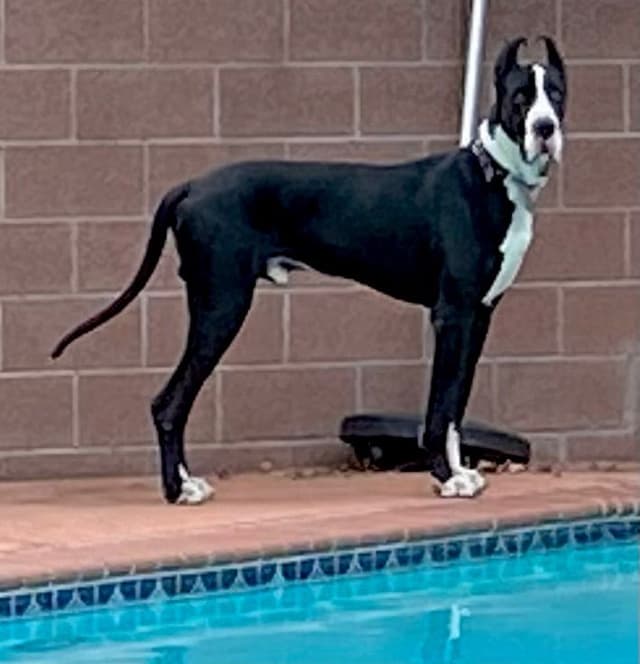 Great Dane Puppies media 13