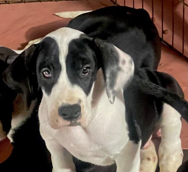 Great Dane Puppies media 14