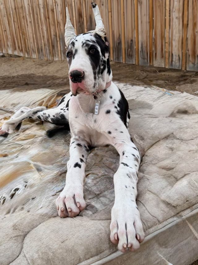 Great Dane Puppies media 16