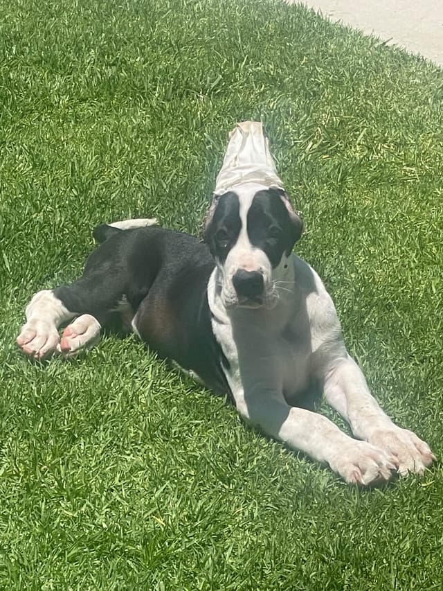 Great Dane Puppies media 17