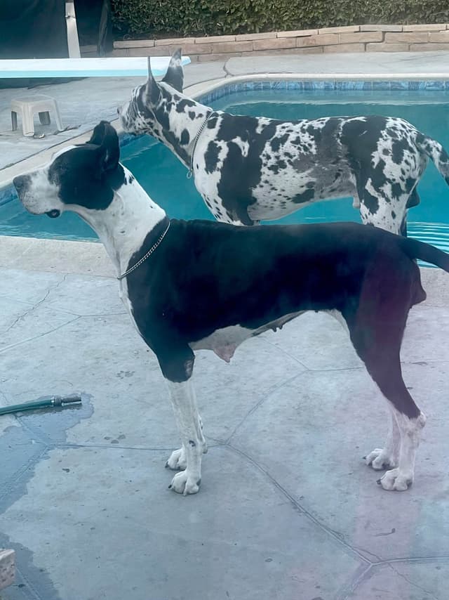 Great Dane Puppies media 18