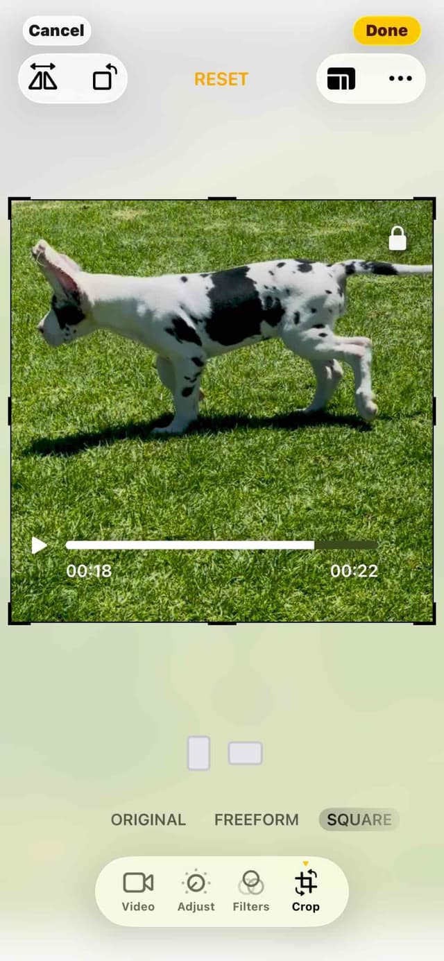 Great Dane Puppies media 19